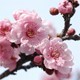 Cherry Plum