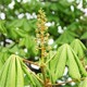 Chestnut Bud