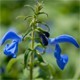 Hyssop
