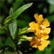 Mimulus