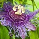 Passion Flower