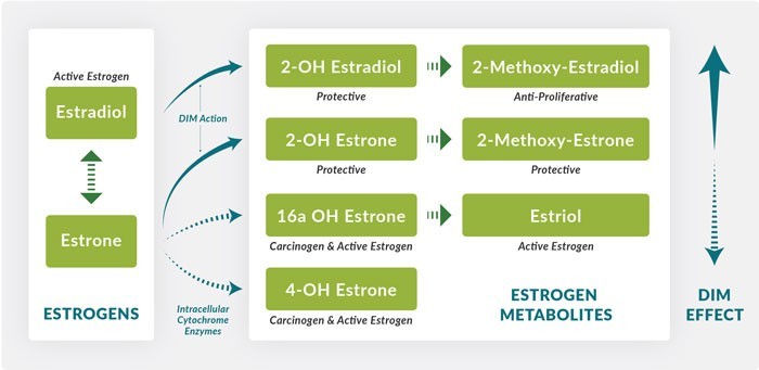 Estrogen metabolism chart