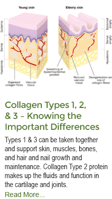 Collagen Types 1 2 and 3 Knowing the Important Differences